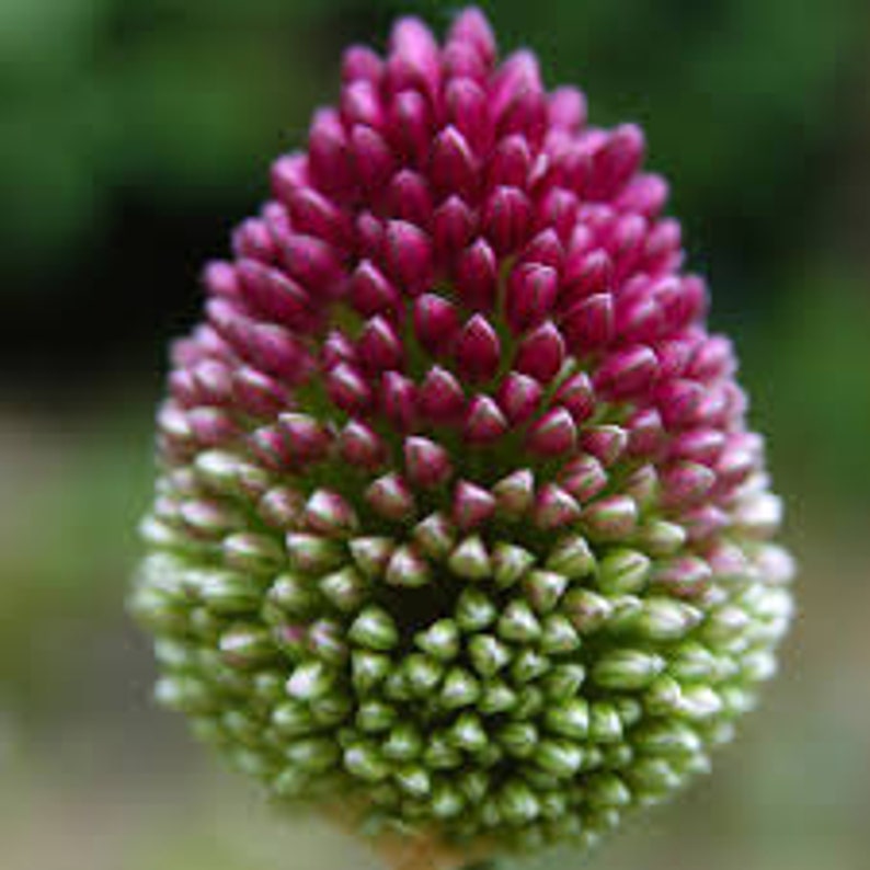 Allium Drumstick Bulbs Stunning Spring Flowering Perennial Etsy