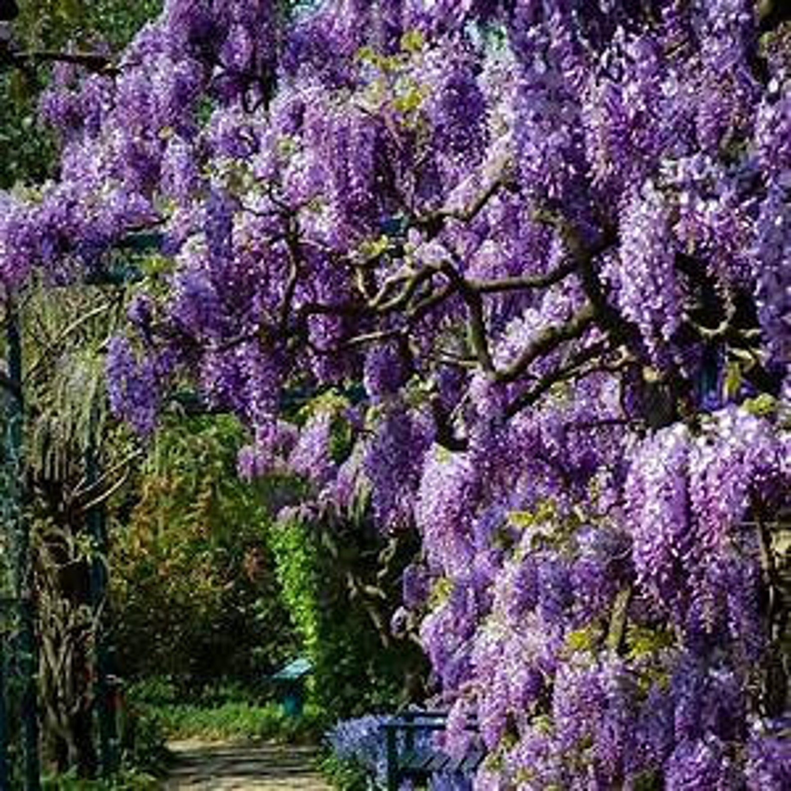 Wisteria Vine Seeds Highly Prized Flowering Plant for Etsy