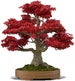 Japanese Red Maple Bonsai Tree Seeds - Acer Palmatum/Real Beautiful Air Purifier Bonsai 