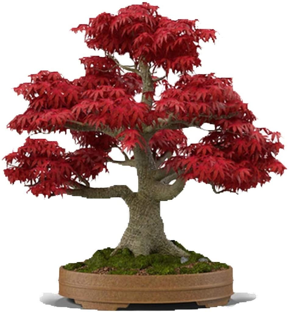 Japanese Red Maple Bonsai Tree 20 Seeds Acer Palmatum/real Etsy