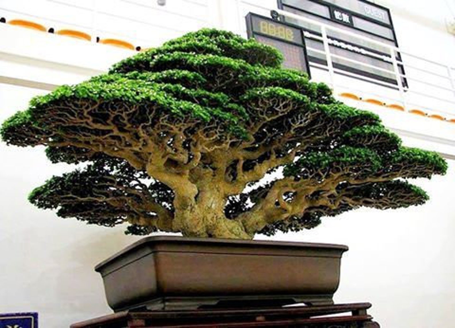 Dragon Blood Bonsai Tree Seeds to Grow 6 Seeds Dracaena | Etsy