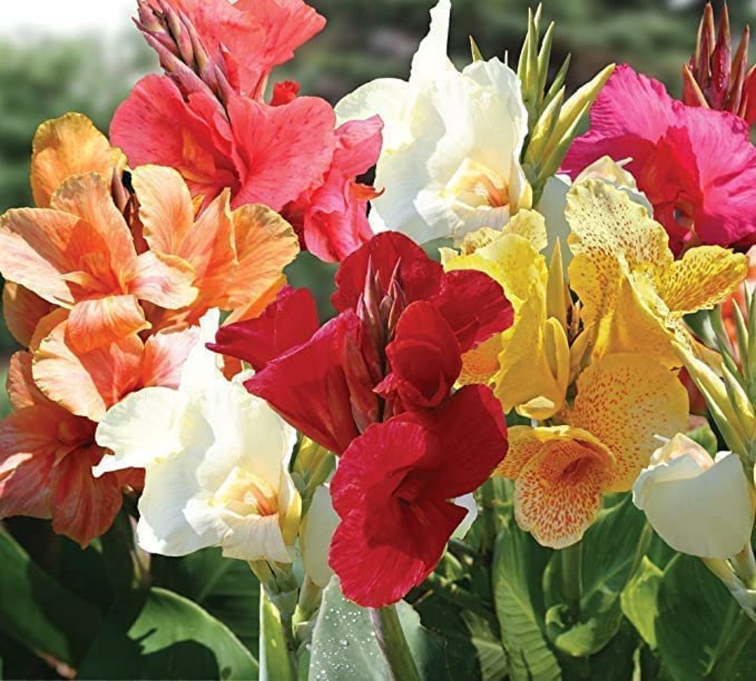 Image of Canna lilies summer-blooming bulbs