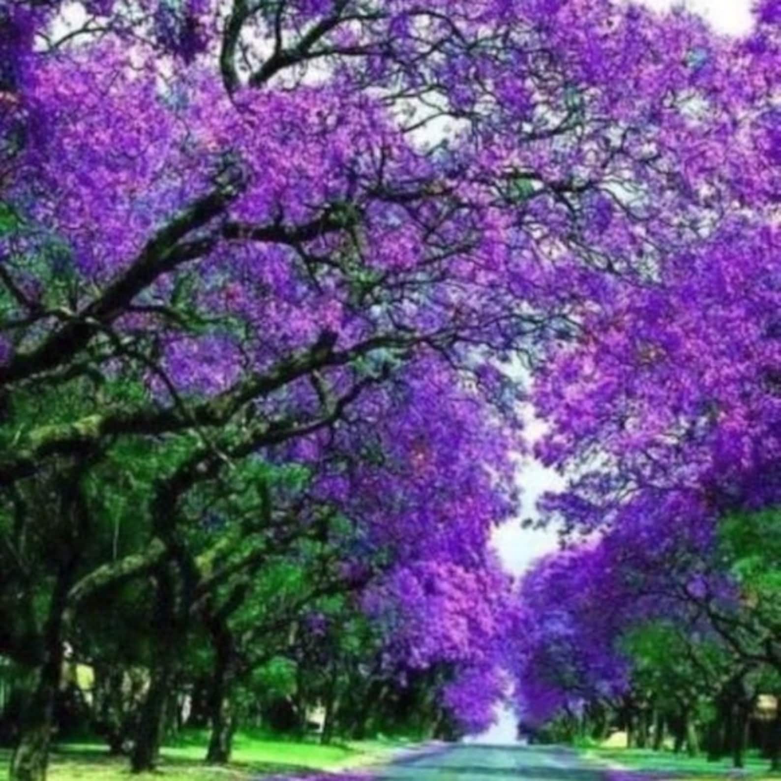 Royal Empress Tree Seeds to Grow. 50 Seeds. Makes Excellent Etsy