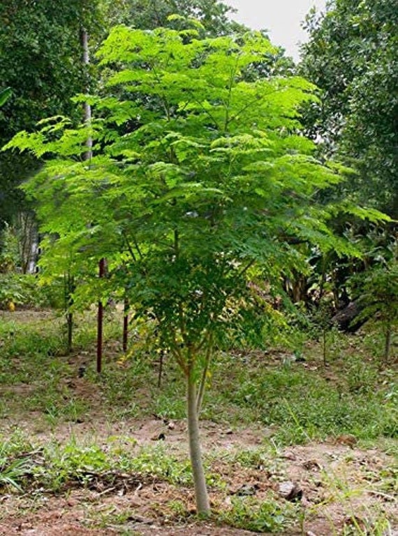 Tree of Life Seeds for Planting the Moringa Tree Easy to Etsy Singapore