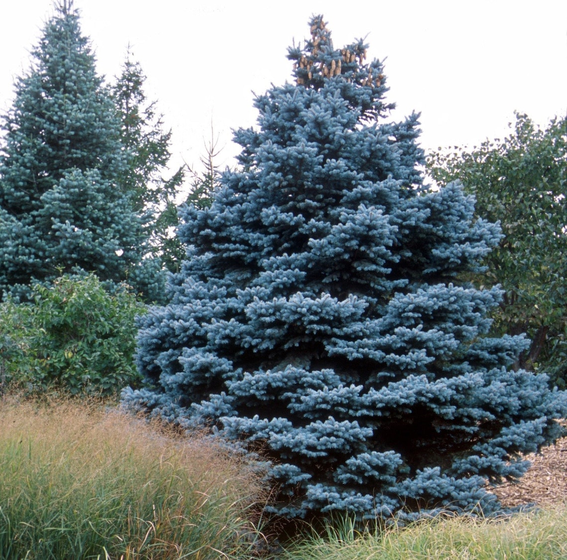 50 Blue Spruce Seeds for Planting Colorado Blue Spruce Etsy