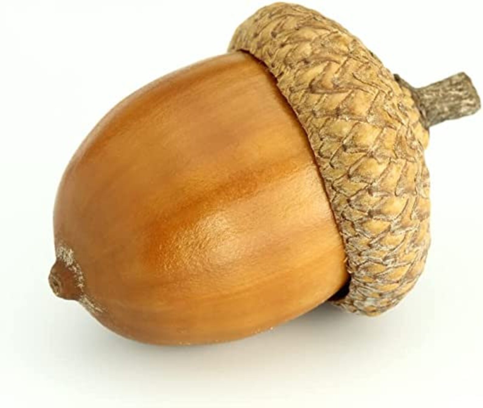 White Oak Live Tree Seedling for Planting Grow Live Tree Etsy