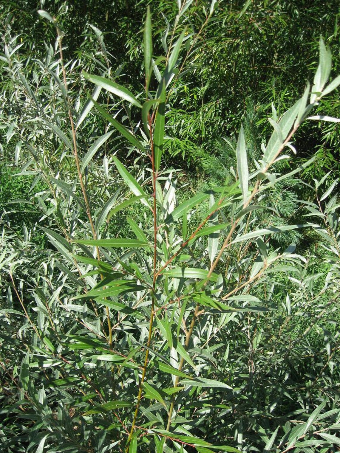 Four HUGE 5 Foot Tall Hybrid Willow Trees Get Fast Privacy Etsy