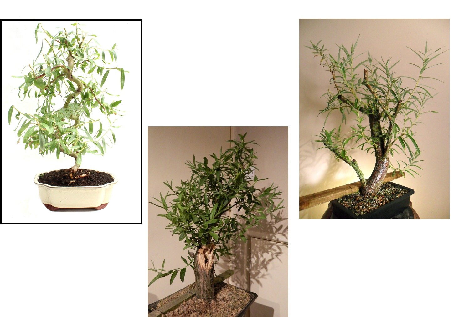 Bonsai Willow Tree Bundle 2 3 Rare Different Willow Bonsai Etsy