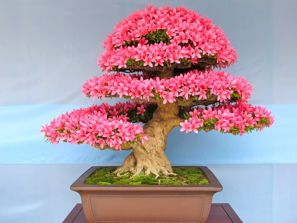 Flowering Bonsai Judas Tree Seeds 10 Seeds Flowering Tree Etsy