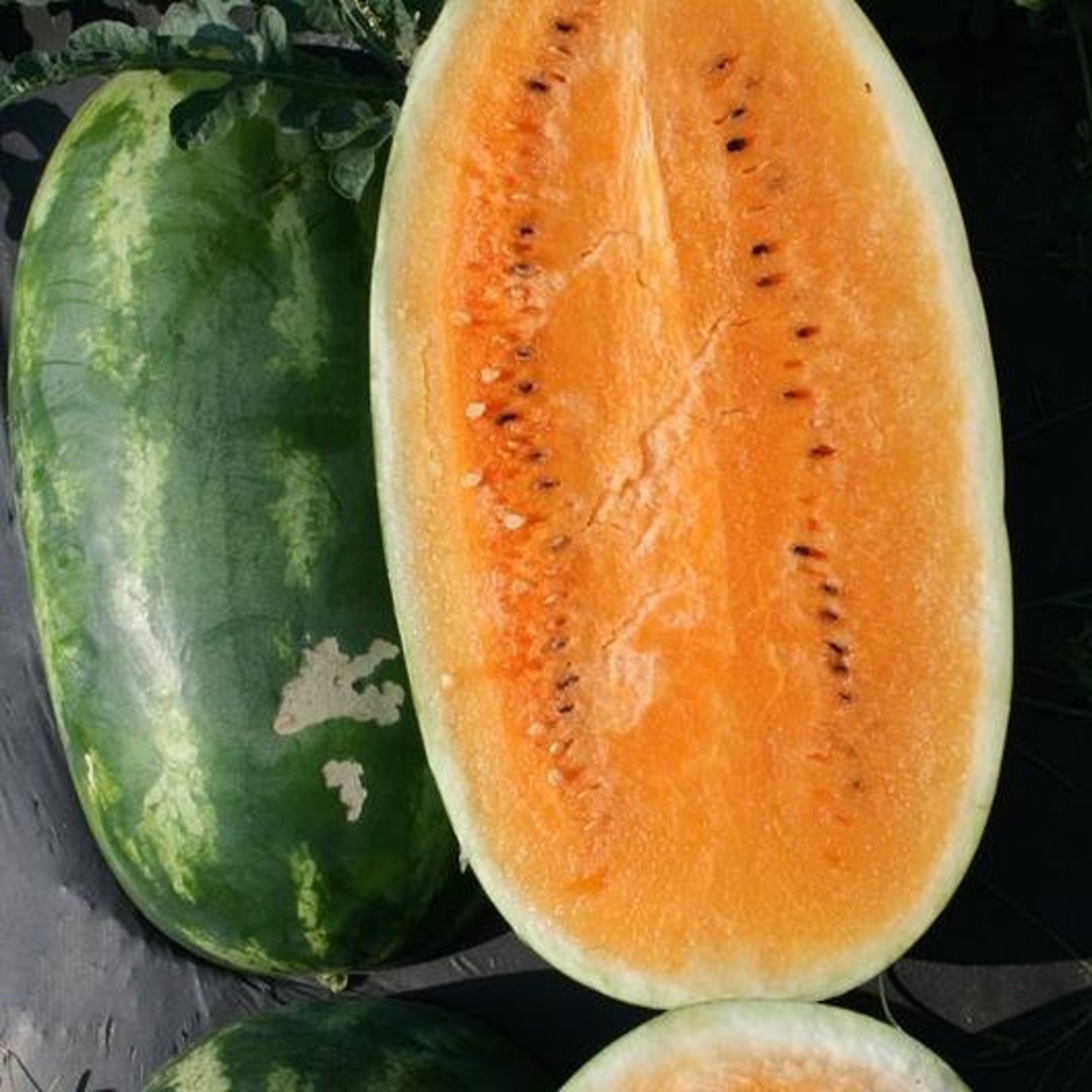10 Rare Tendersweet Orange Watermelon Seeds for Planting Etsy