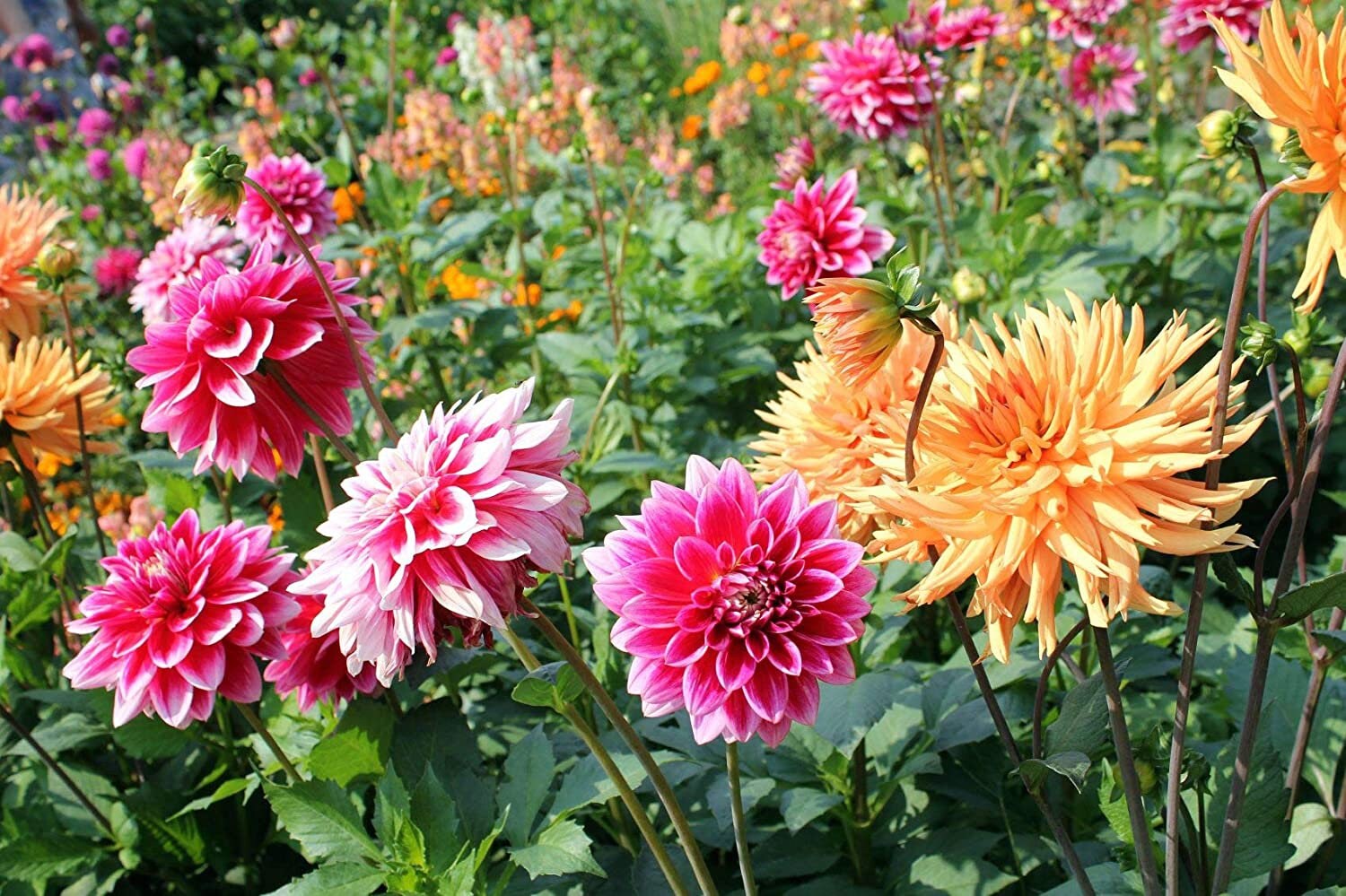 Deanna es Diamonds Dahlia Mix Flower Seeds, Exotic Mix 20+ Seeds   Made in  USA, Ships from Iowa.