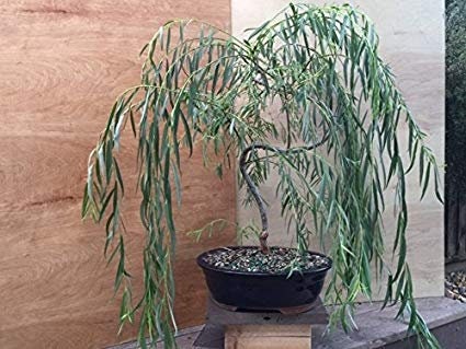 Bonsai Weeping Weeow Tree Dicker Stamm Get The Mature Etsy