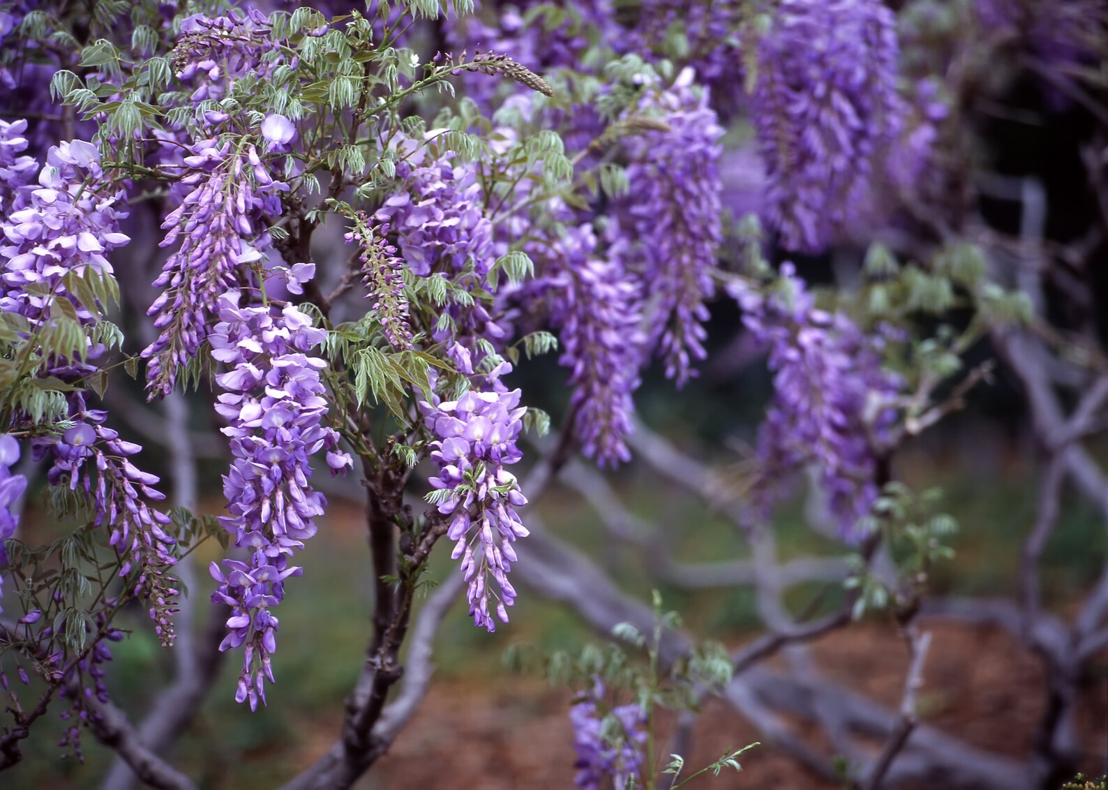 Chinese Wisteria Vine Seeds 20 Pack Highly Prized Flowering Etsy