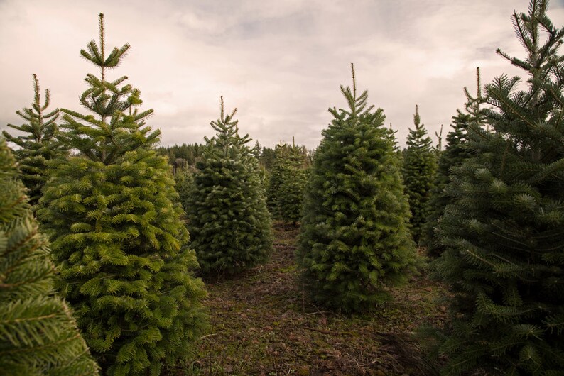 Christmas Tree Seeds for Planting 25 Seeds Balsam Fir Etsy
