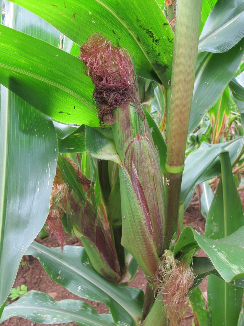Jimmy Red Corn Seeds Vibrant Red