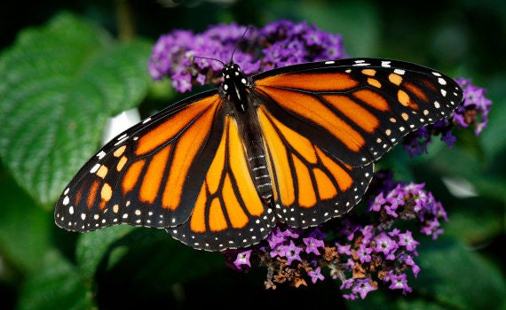 Monarch Butterfly Garden Seeds Grow a Butterfly Garden for | Etsy