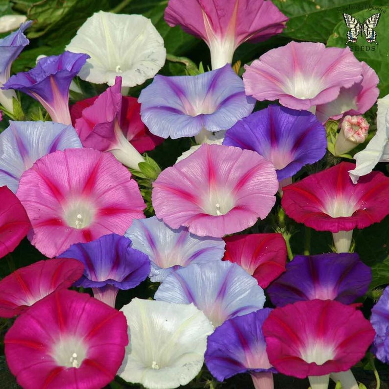 100 Mixed Japanese Morning Glory Seeds Flowers Ipomoea Nil Etsy