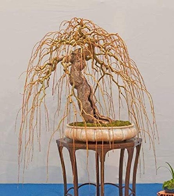 100 Original + FREE Delivery shipping them globally Exotic Bonsai Material Bonsai Dwarf Weeping