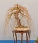 Rare Golden Curls Willow Tree Cutting - Live Tree Plant - Excellent Bonsai Specimen - One Golden Dragon Claw Tree Cutting 