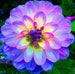 Dahlia Flower Seeds, Exotic Mix 100+ Seeds - Made in USA, Ships from Iowa. 