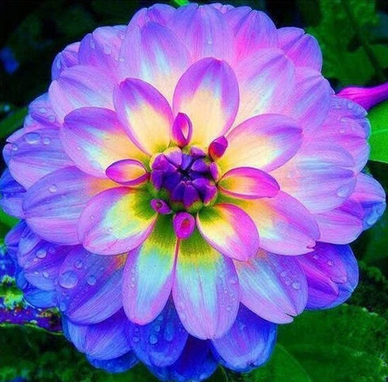 Dahlia Flower Seeds Exotic Mix 100 Seeds Made in USA Etsy