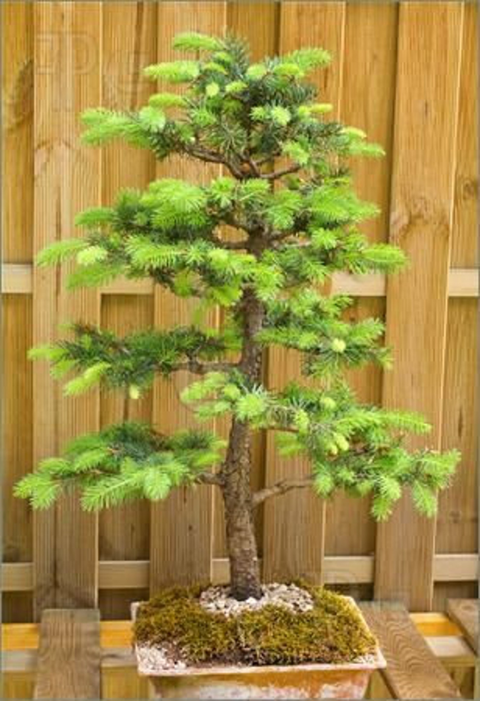 Bonsai Tree Seeds Noble Fir 20 Seeds Highly Prized for Etsy