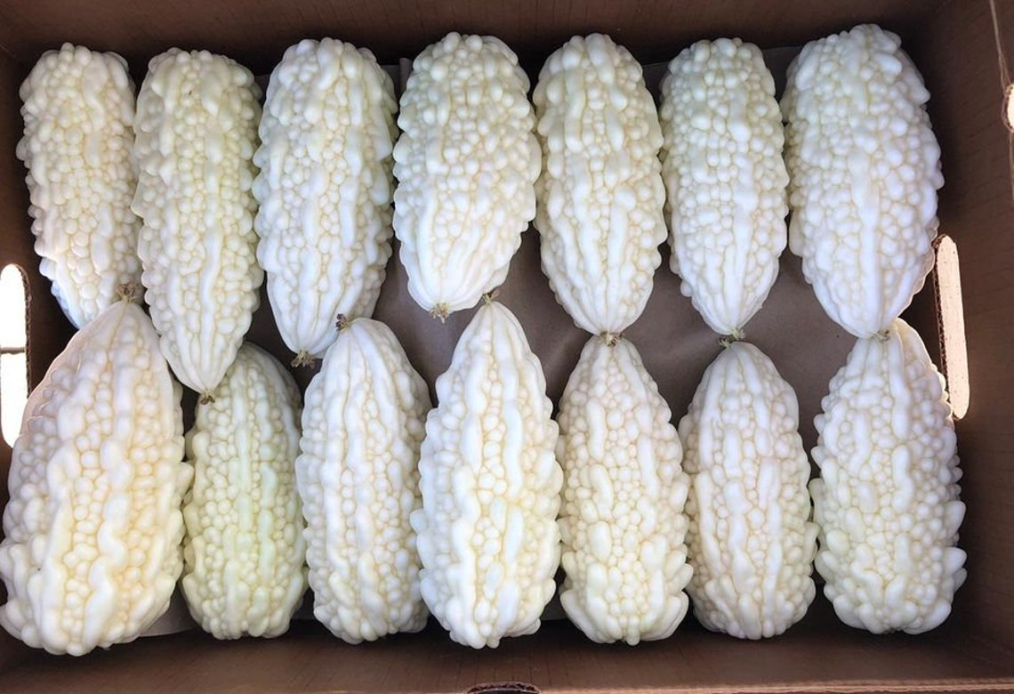 Exotic White Bitter Gourd Seeds for Planting 10 Seeds Rare Etsy