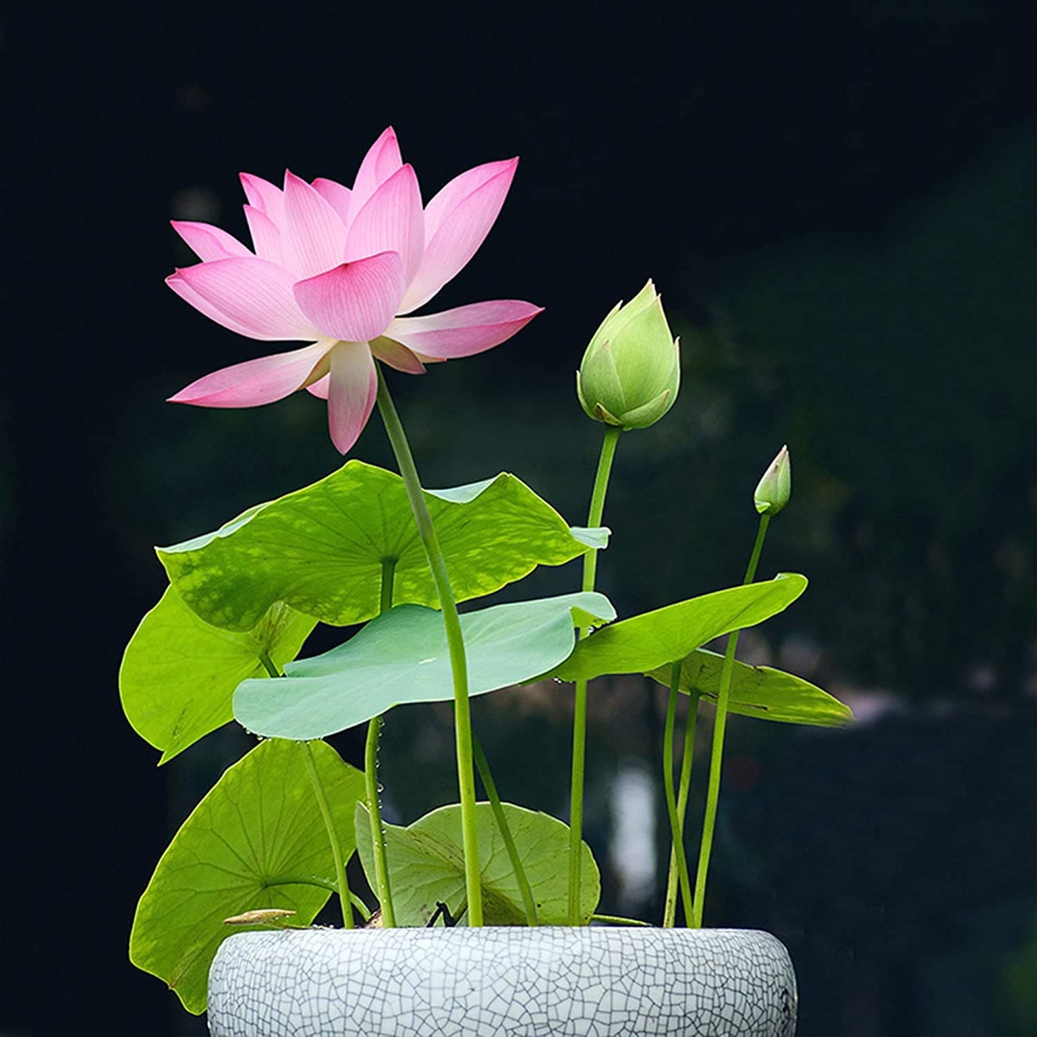 Lotus Flower Home Depot at brendadkhoury blog