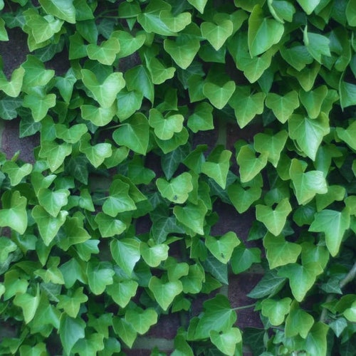 BOSTON IVY Parthenocissus Tricuspidata 10,20 SEEDS BOSTON IVY Parthenocissus Tricuspidata 10,20 SEEDS