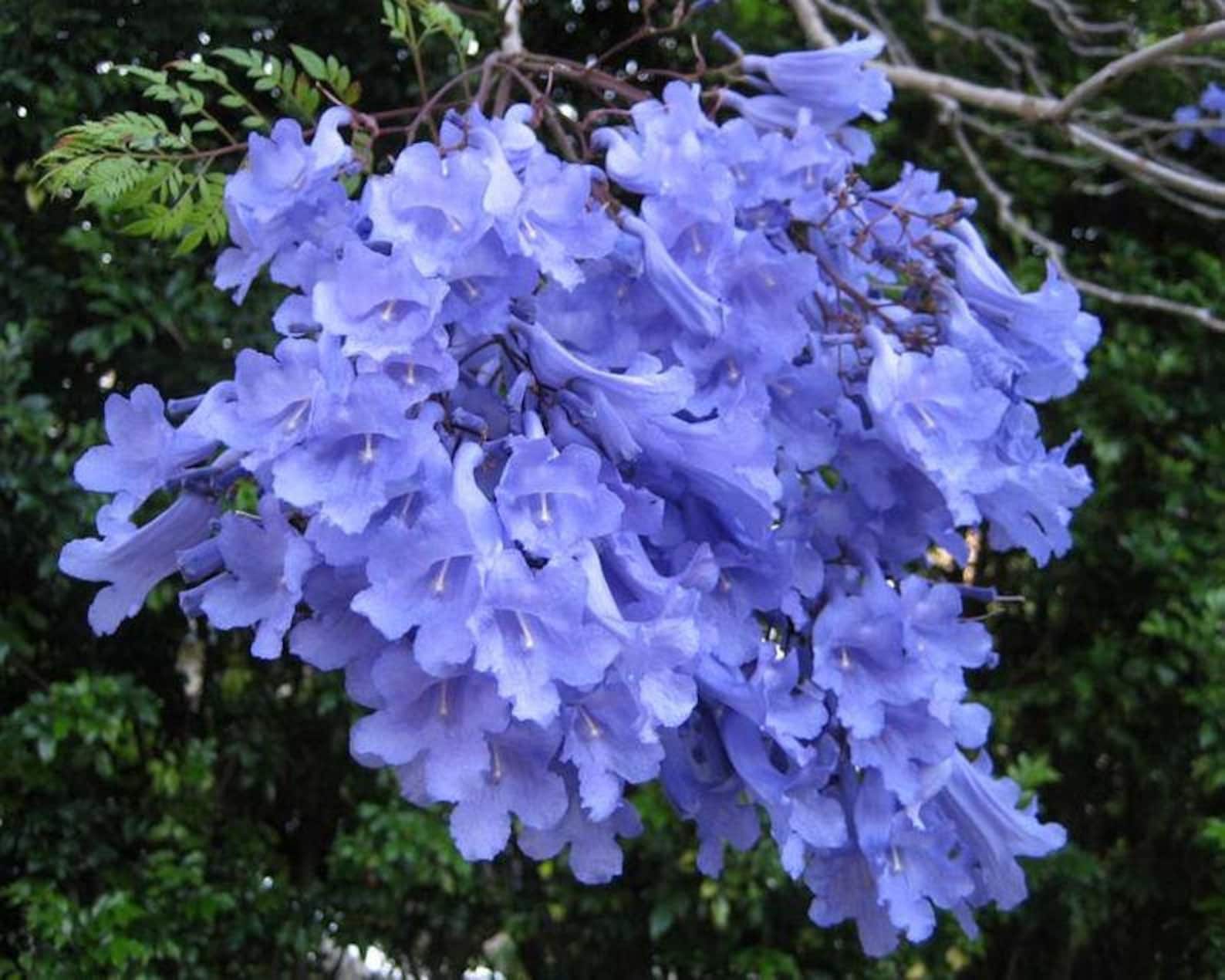 Bonsai Tree Seeds Blue Jacaranda Tree Seeds Jacaranda Etsy