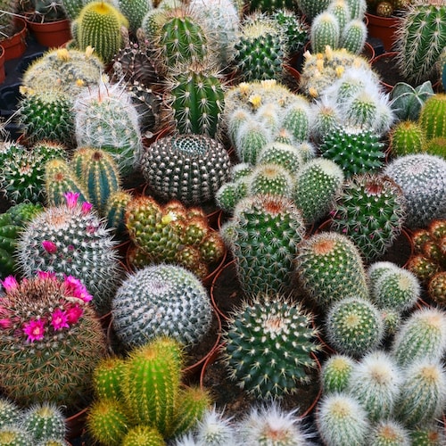 Cacti Seeds Mix 100 Seeds Cactus Species Mix Ships From - Etsy
