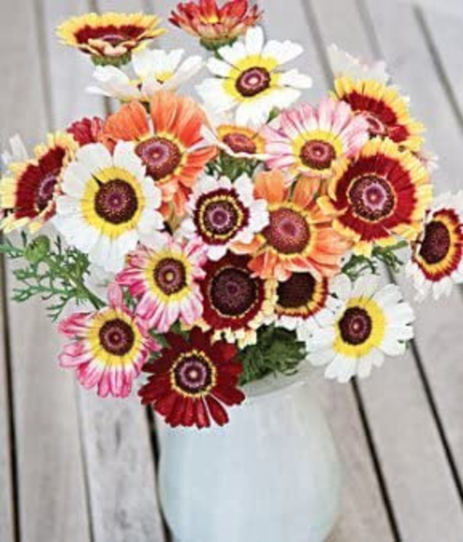 100 Painted Daisy Flower Seeds Mix Made in USA Ships From Etsy