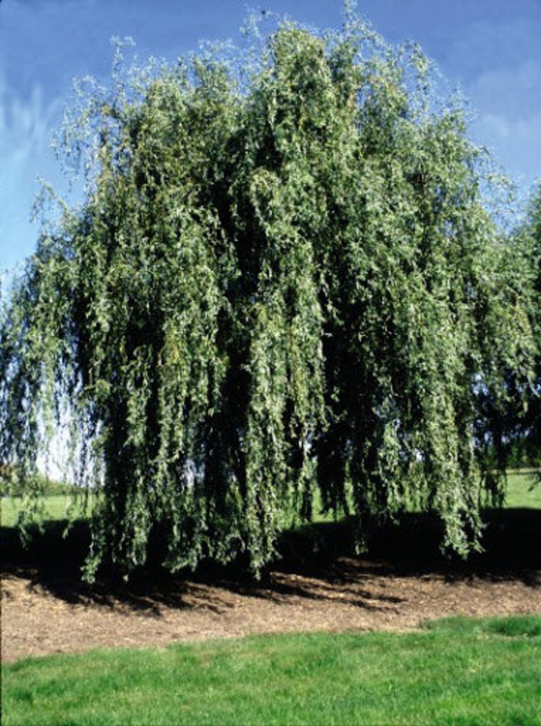 Rare Weeping Golden Curly Willow Tree Cutting Grow a Etsy