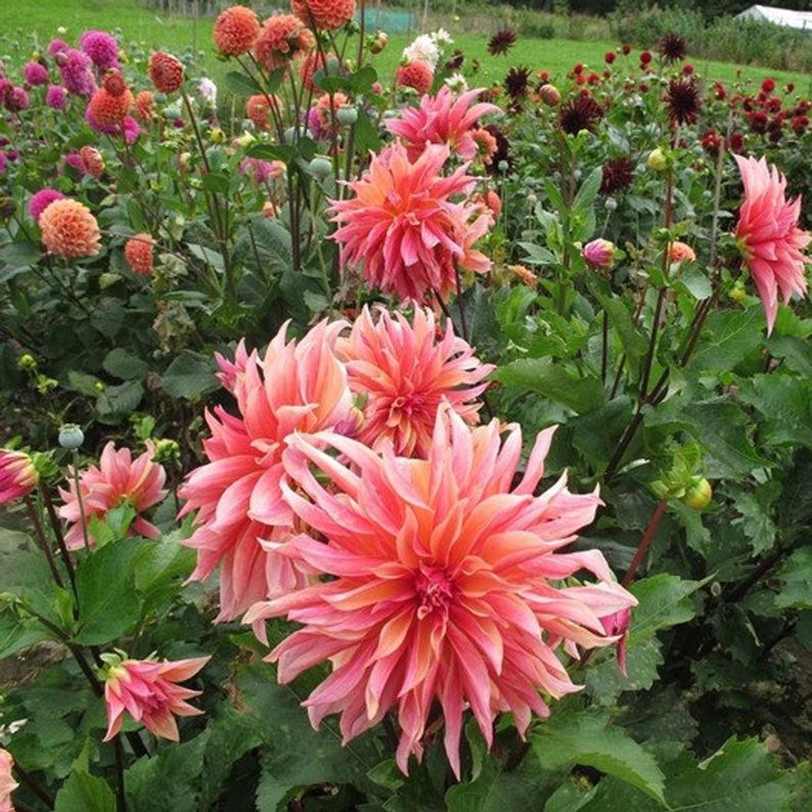 Dahlia Labyrinth Flower Seeds Exotic Mix 100 Zaden Made in Etsy Nederland