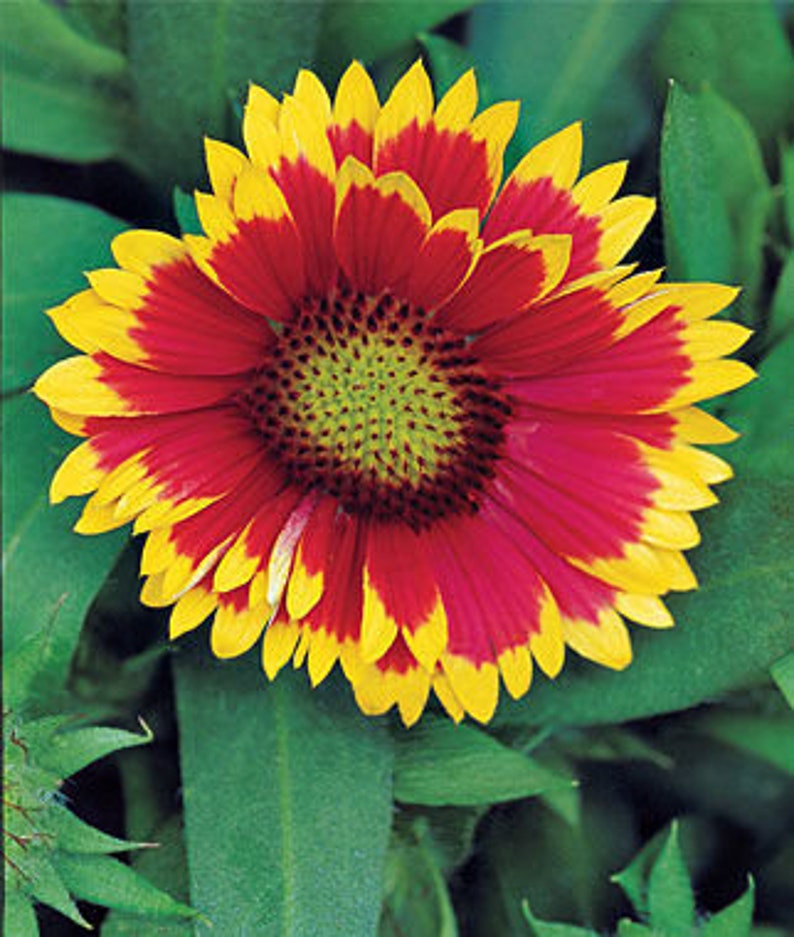 Blanket Flower Seeds 50 Seeds to Plant Made in USA Ships Etsy