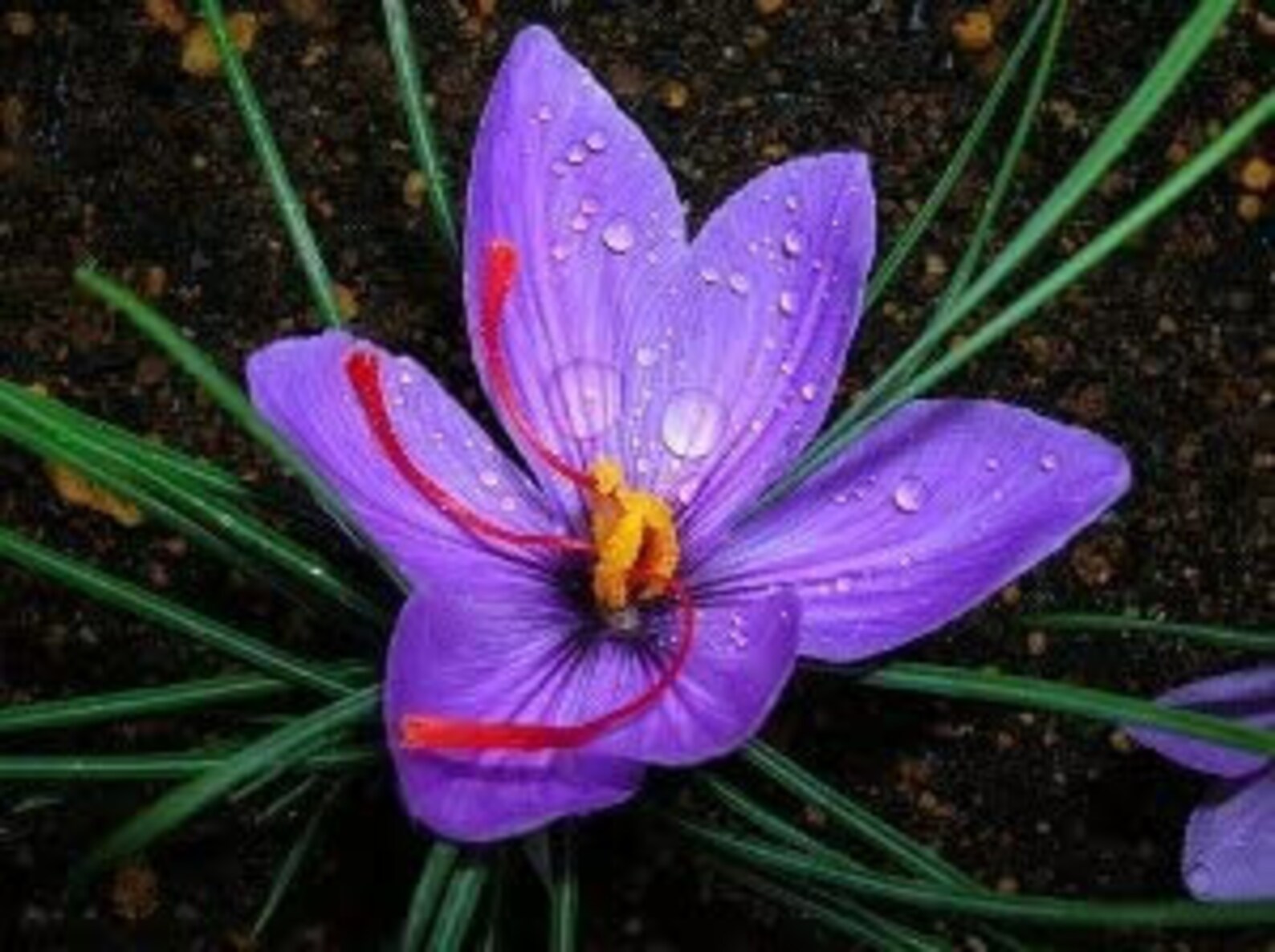 10 Jumbo Saffron Crocus Sativus Corms Bulbs Big Healthy Etsy