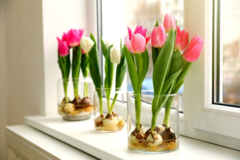 Pre Chilled Tulip Bulbs for Forcing Grow Indoors in Just Etsy