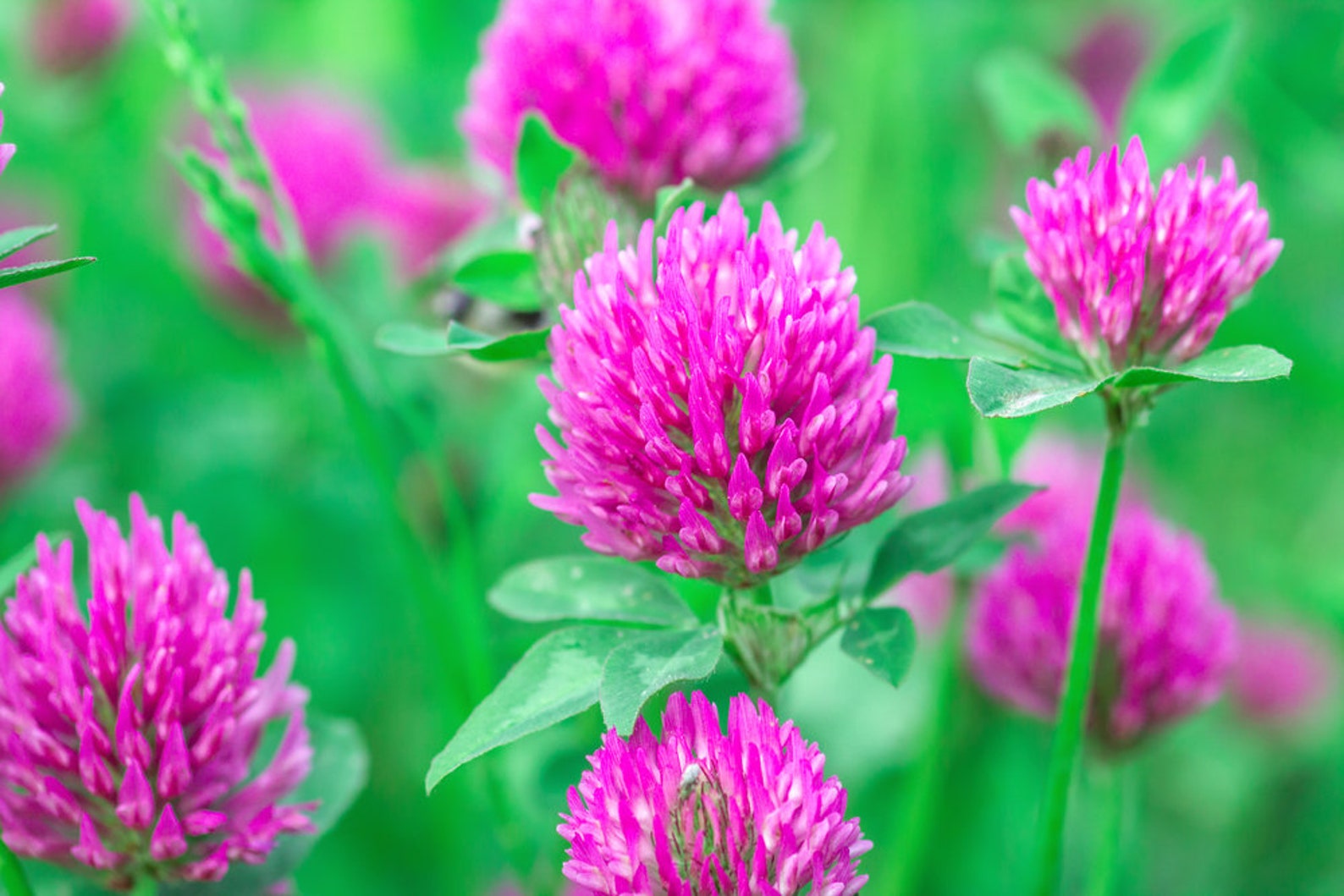 Red Clover Seed 5 Pounds Great From Food Plot Cover Crop Etsy UK