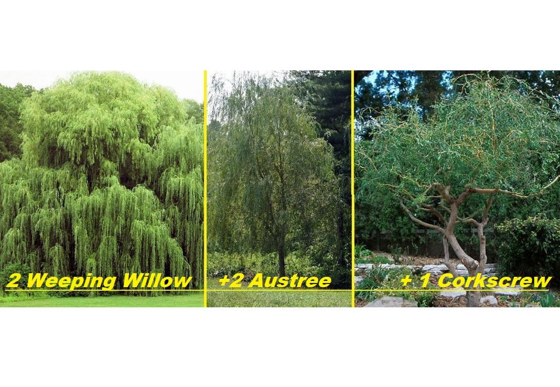 5 Live Willow Tree Plants 2 Weeping Willows 2 Hybrid Etsy