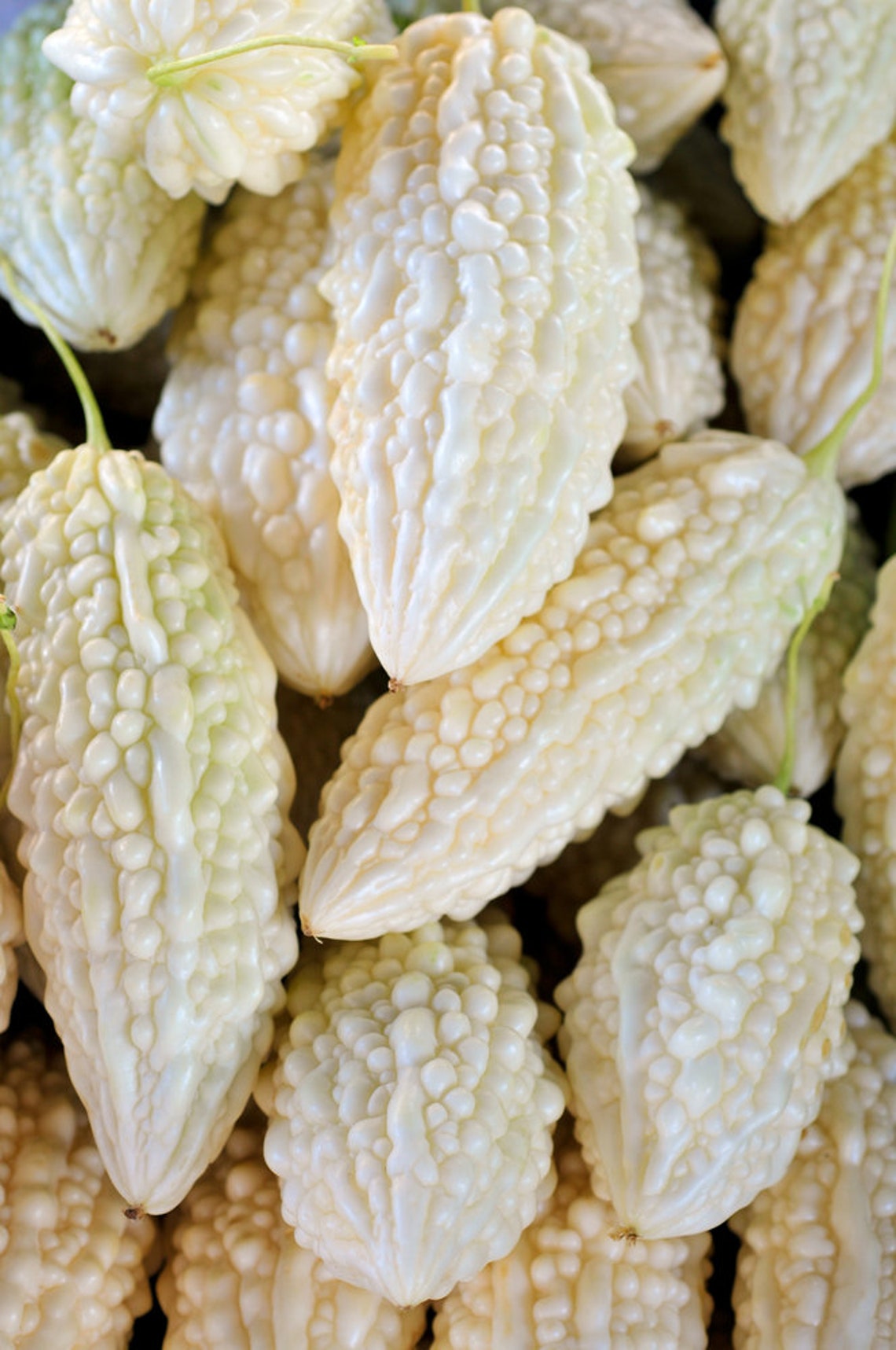 Exotic White Bitter Gourd Seeds for Planting 10 Seeds Rare Etsy