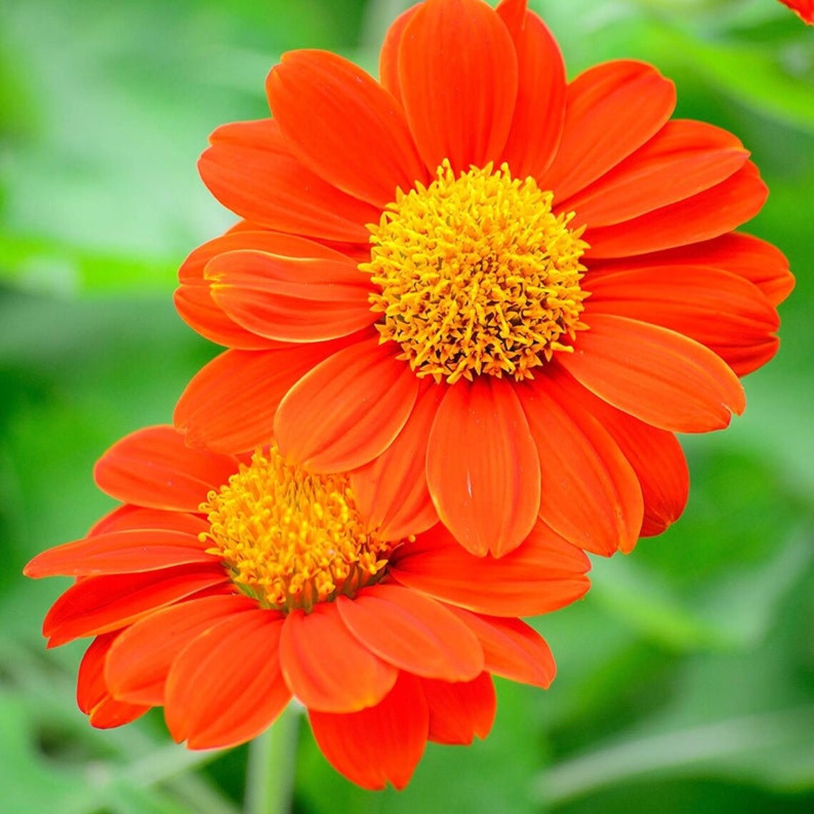 Mexican Sunflower Seeds for Planting 100 Seeds Orange Etsy