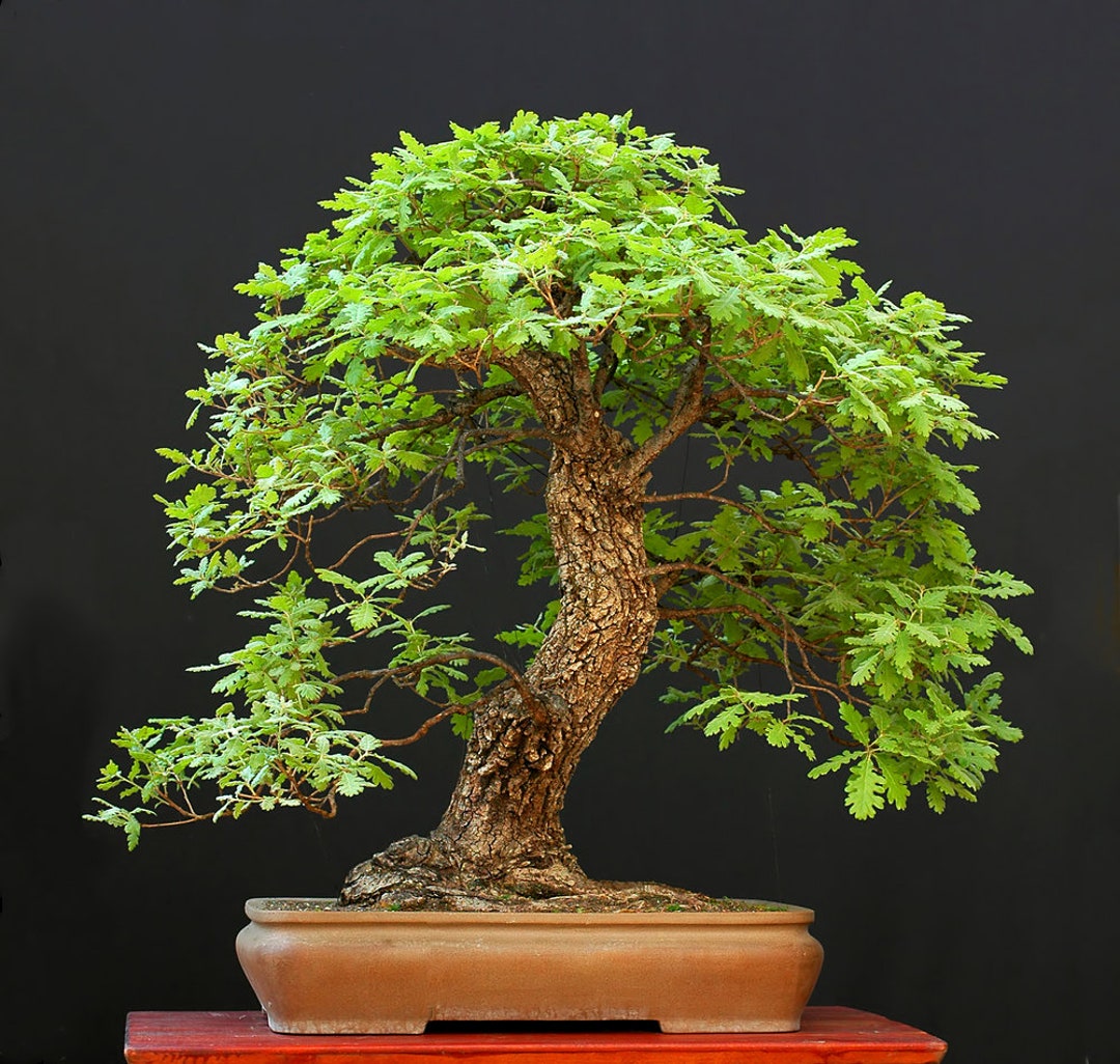 White Oak Bonsai Tree Seeds for Planting 5 Big Healthy Seeds Etsy White Oak Bonsai Tree Seeds for Planting 5 Big Healthy Seeds Etsy