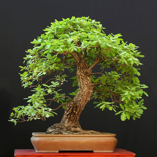 Live Oak Tree Seeds for Planting 5 Large and Fresh Seeds Etsy