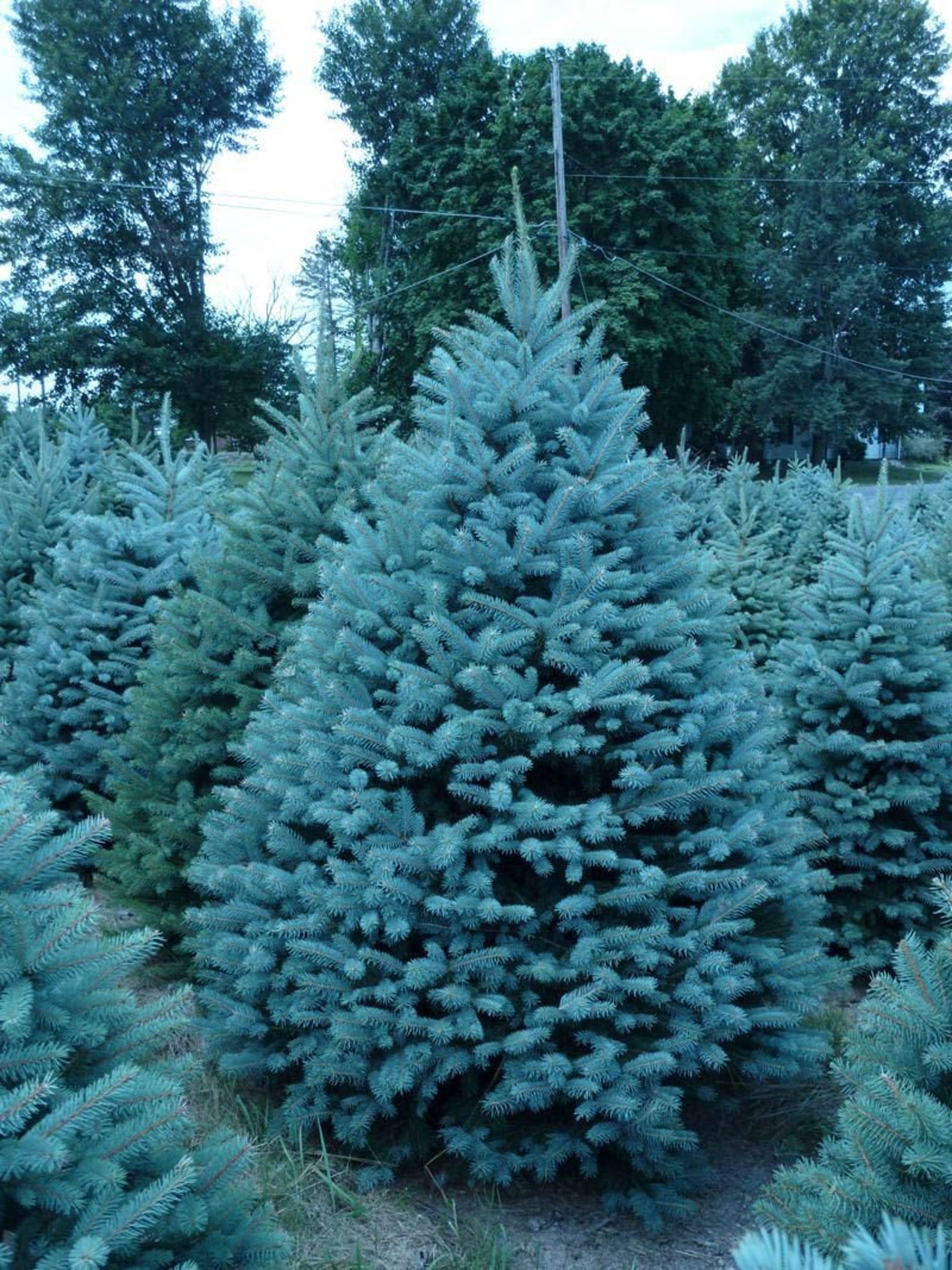 Blue Spruce Seeds for Planting 20 Seeds Colorado Blue Etsy Canada