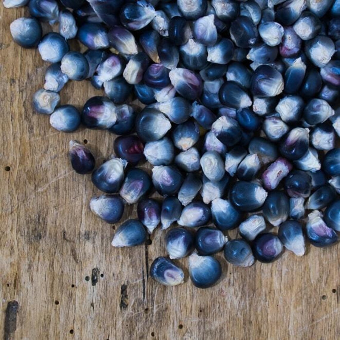Kathy's Exotic Blue 25 Seeds to Plant Blue Corn is The Etsy
