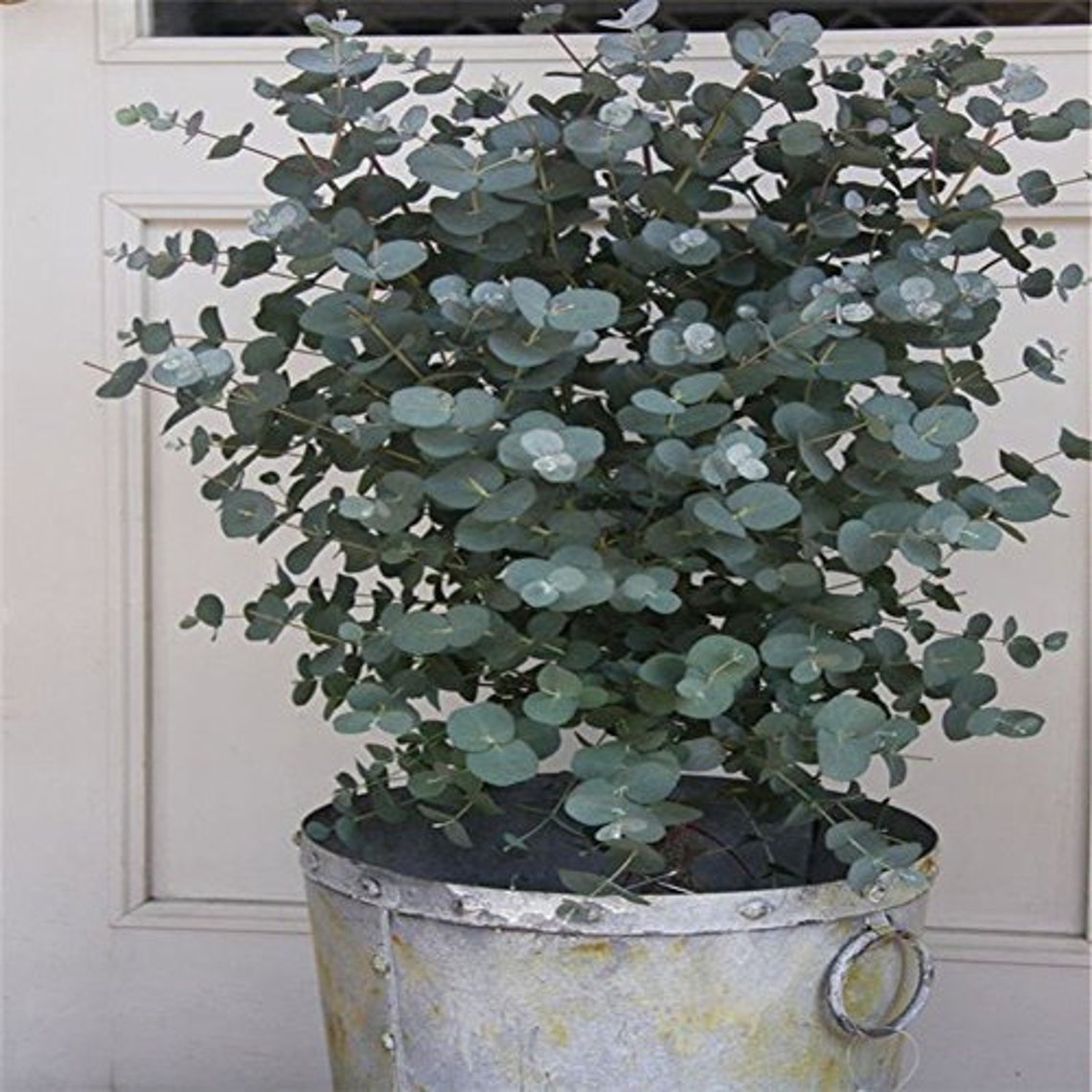 25 Silver Drop Eucalyptus Bonsai Tree Seeds Made in USA. Etsy