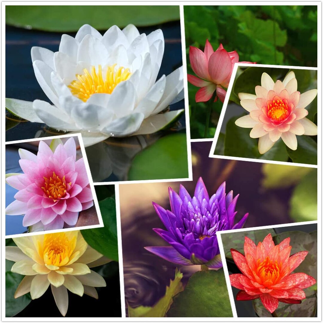 Mixed Lotus Seeds 10 Seeds Excellent Water Feature Bonsai - Etsy