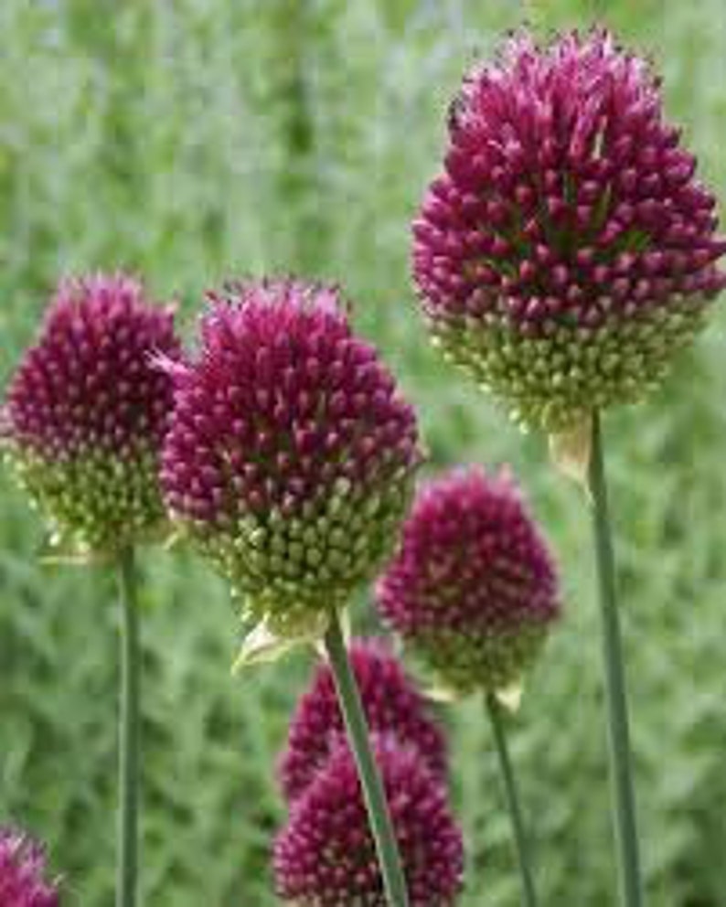 Allium Drumstick Bulbs Stunning Spring Flowering Perennial Etsy