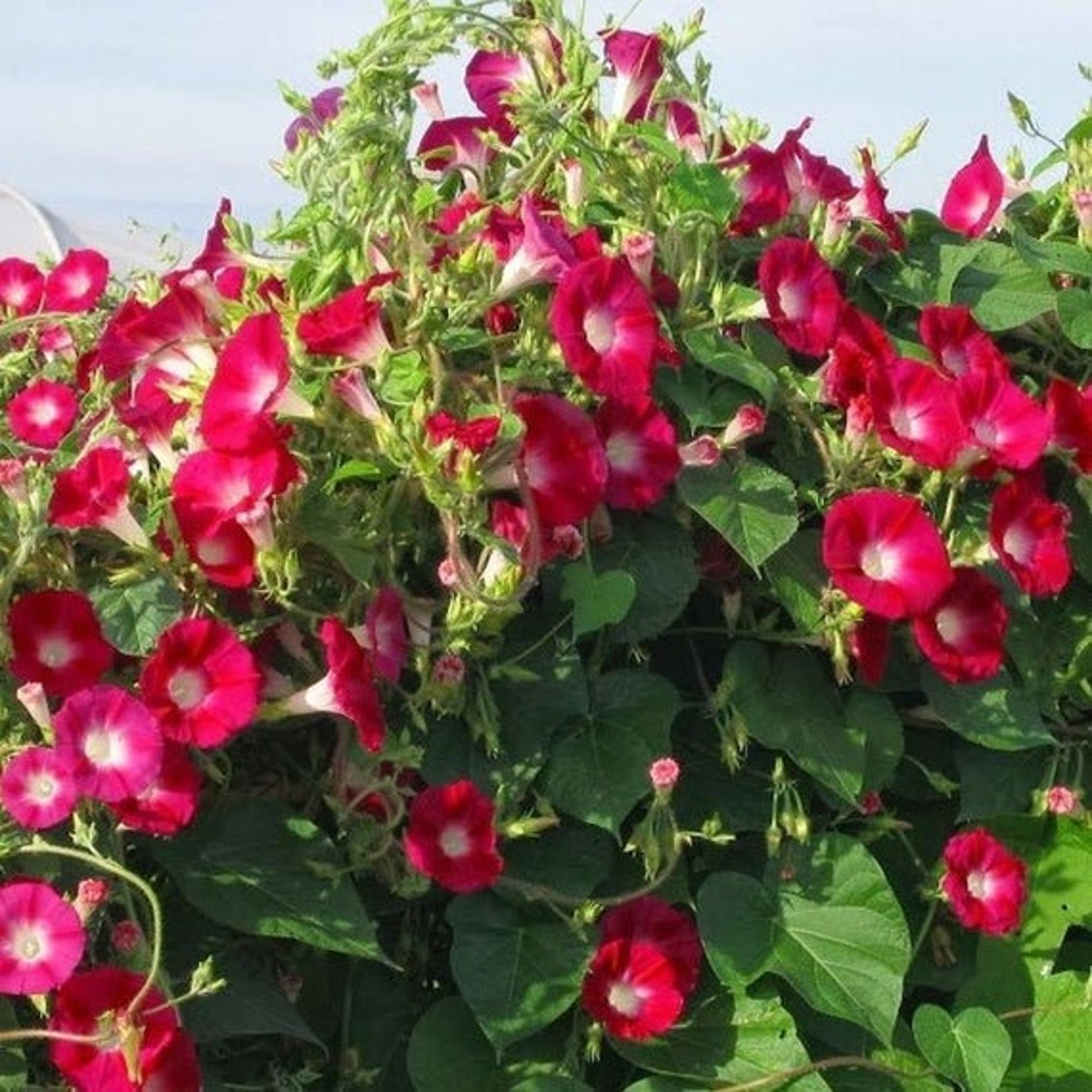 Red Morning Glory Climbing Vine 150 Seeds to Plant Etsy