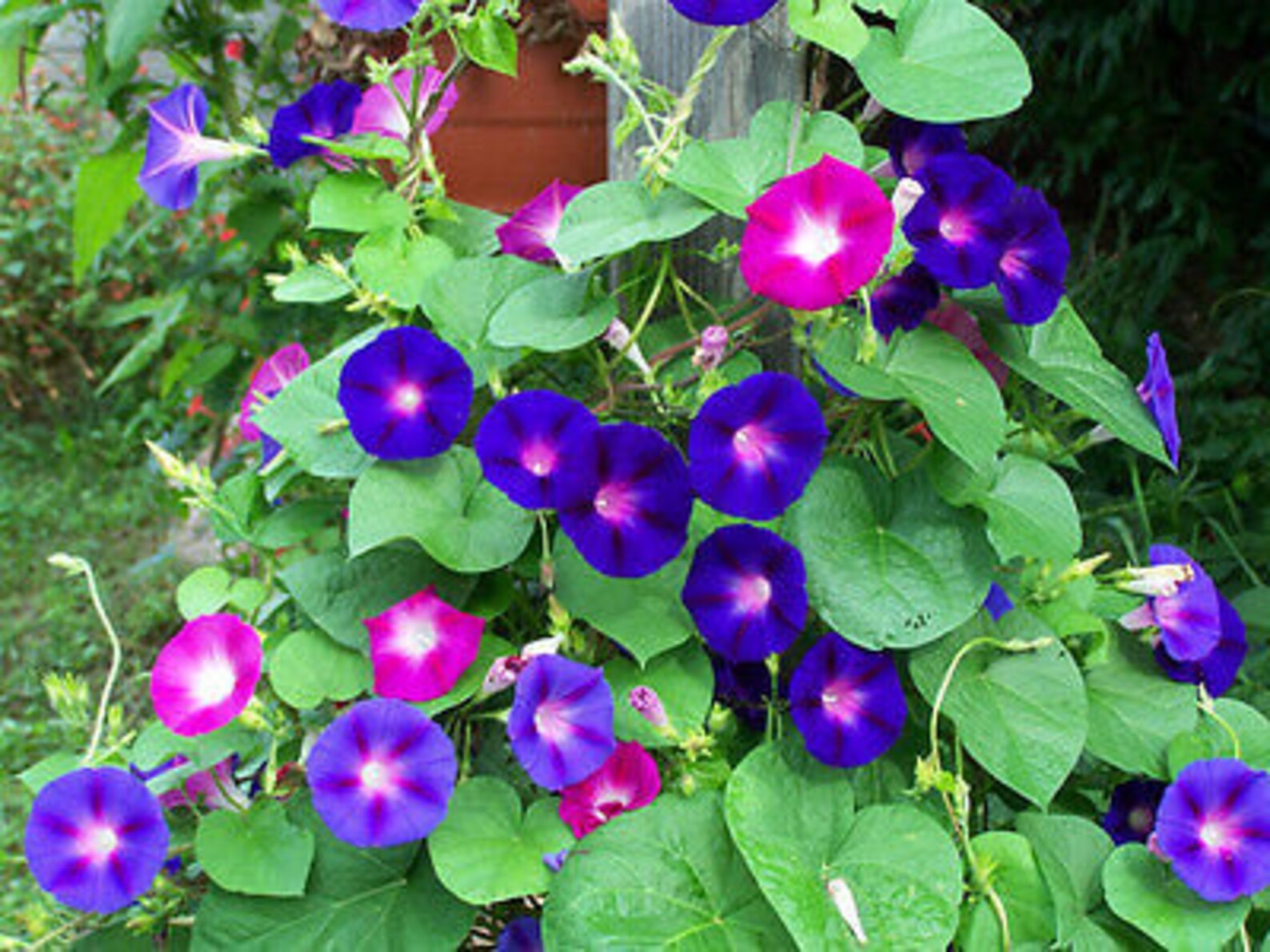 100 Mixed Japanese Morning Glory Seeds Flowers Ipomoea Nil Etsy